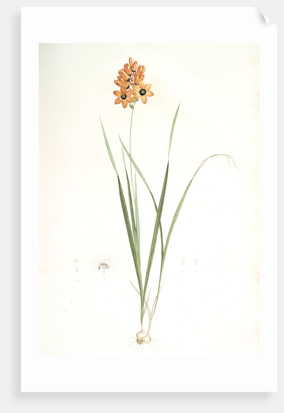 Ixia conica, Ixia masculata; Ixia conique, Orange-colored Ixia by Pierre Joseph Redouté