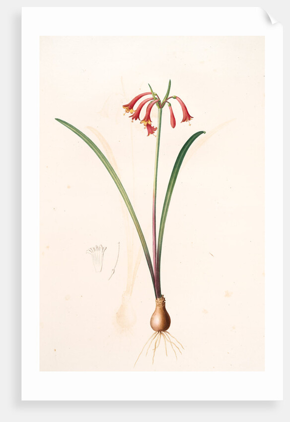 Cyrtanthus angustifolius, Cyrtanthus uniflorus; Cyrtanthe à feuilles étroites, Fire lily by Pierre Joseph Redouté