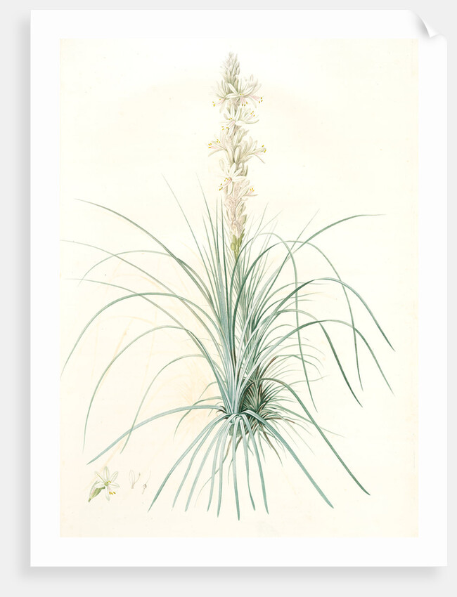 Asphodelus tauricus, Asphodeline taurica; Asphodèle taurique; Jacob's rod by Pierre Joseph Redouté