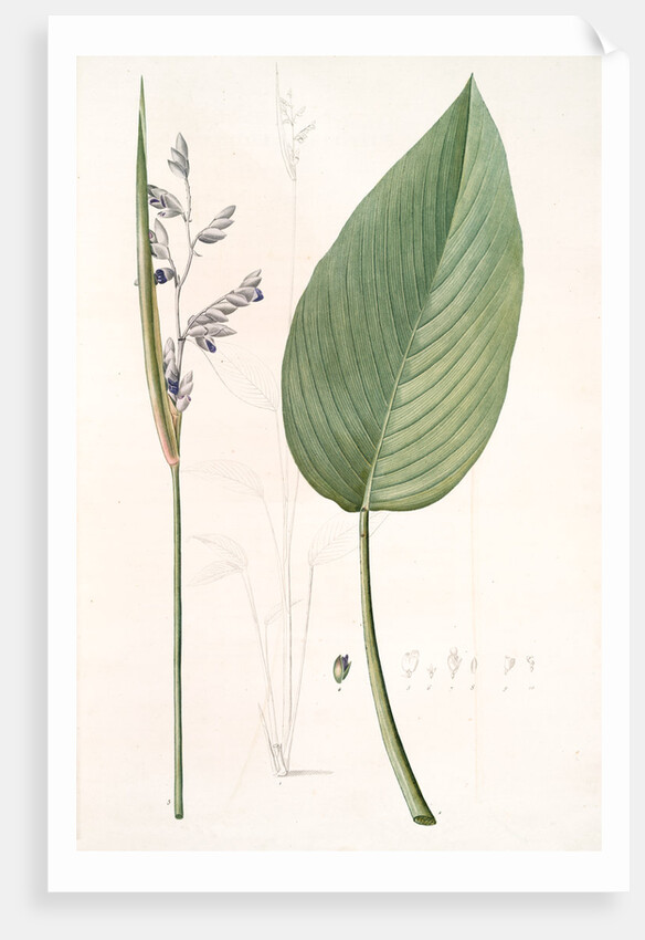 Peronia stricta, Thalia dealbata; Péronie, Powdery Alligator Flag by Pierre Joseph Redouté