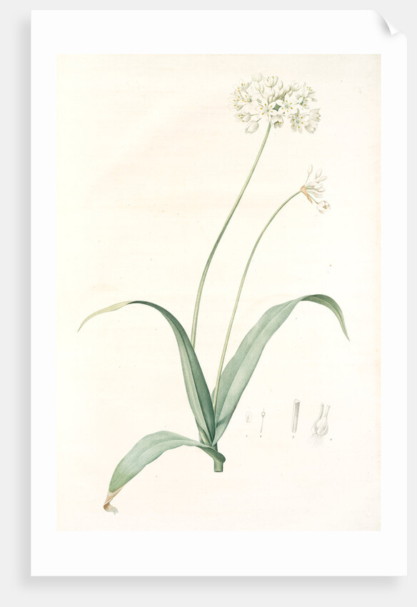Allium album, Allium subhirsutum; Ail blanc, Hairy garlic by Pierre Joseph Redouté