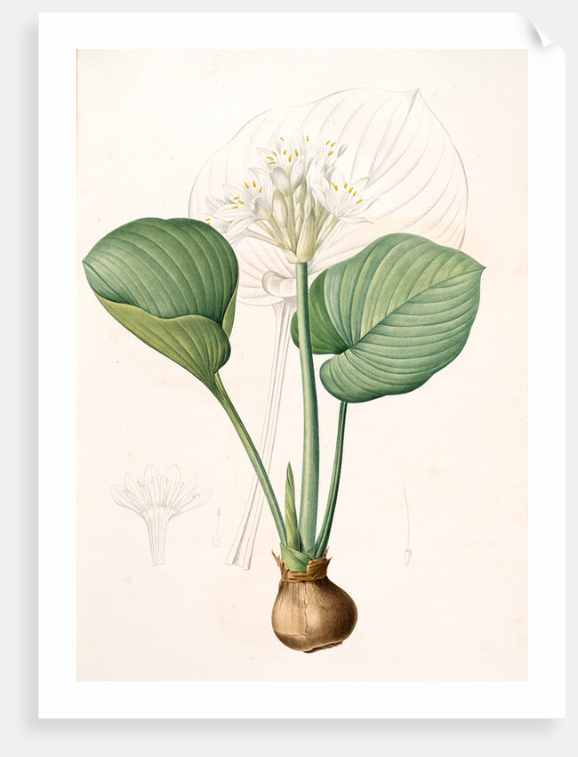 Pancratium amboinense, Eurycles sylvestris; Pancrace d'Amboine; Brisbane Lily by Pierre Joseph Redouté