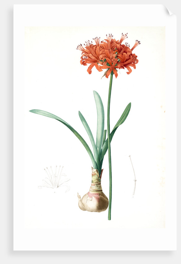 Amaryllis curvifolia, Nerine curvifolia; Amryllis, Glaucous-leaved Amrylis by Pierre Joseph Redouté