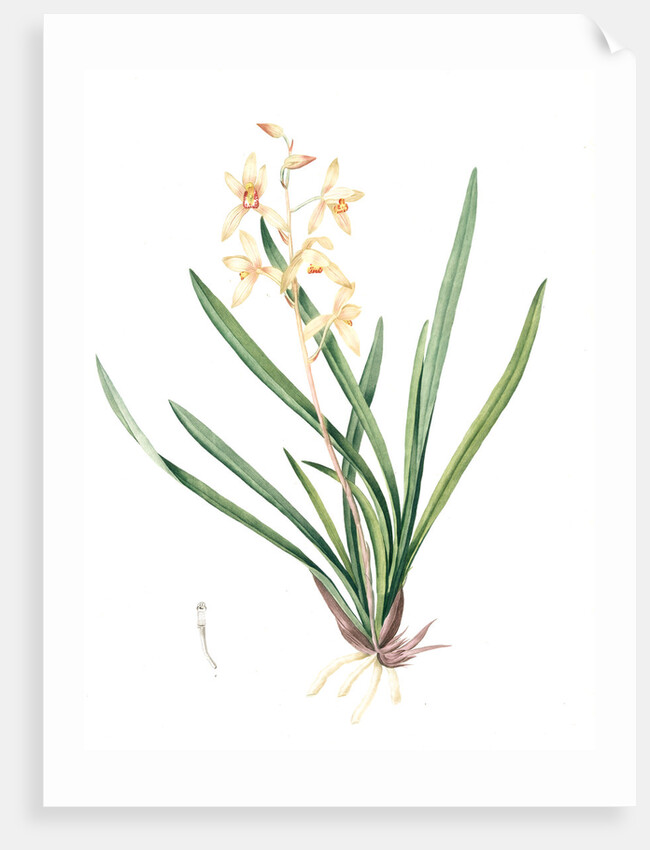 Epidendrum sinense, Cymbidium sinense; Epindendre de Chine, Chinese Epidendrum by Pierre Joseph Redouté