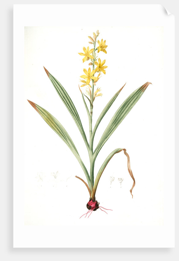 Wachendorfia thyrsiflora, Wachendorfe en thyrse, Bloodroot, Rooikanol by Pierre Joseph Redouté