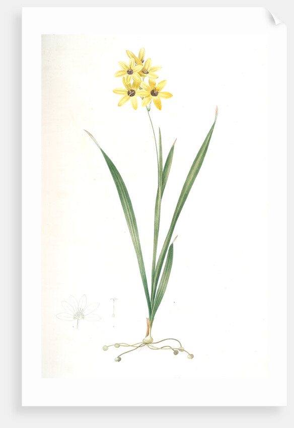 Ixia fusco-citrina, Ixia maculata; Ixia jaune et brun, African cornlily by Pierre Joseph Redouté