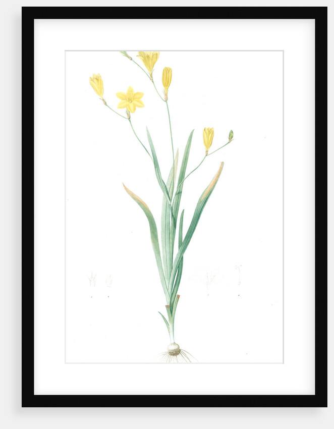 Ixia bulbifera, Ixia porte-bulbes by Pierre Joseph Redouté