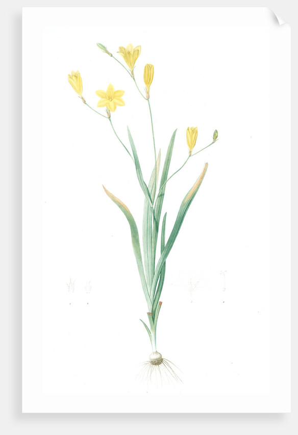 Ixia bulbifera, Ixia porte-bulbes by Pierre Joseph Redouté