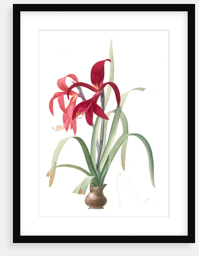Amaryllis Fomossissima, Amaryllis Lys St. Jacques by Pierre Joseph Redouté