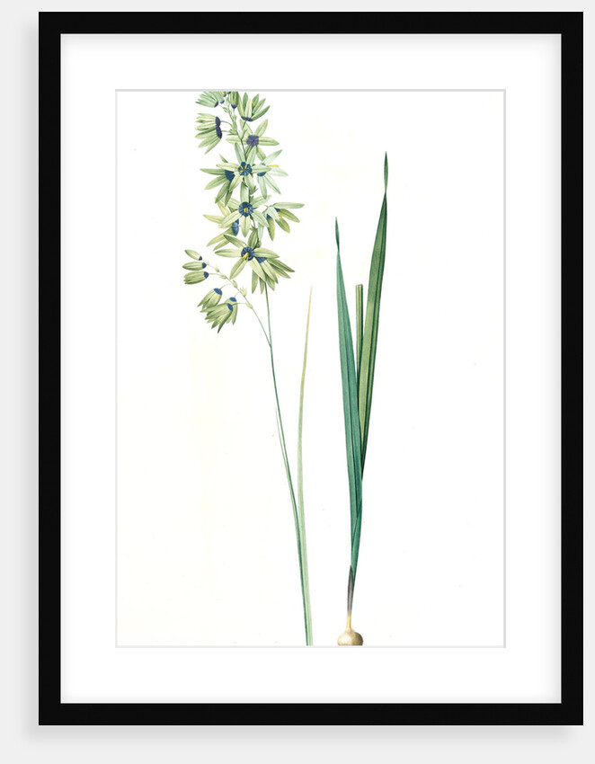 Ixia viridiflora, Ixia á fleurs vertes, African Corn Lily; Groenkalossie by Pierre Joseph Redouté
