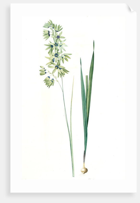 Ixia viridiflora, Ixia á fleurs vertes, African Corn Lily; Groenkalossie by Pierre Joseph Redouté