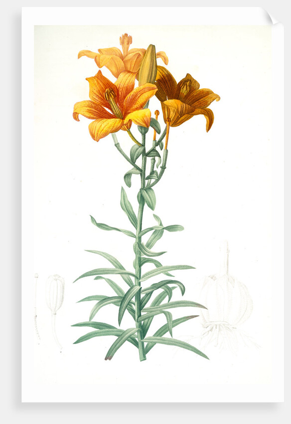 Lilium bulbiferum, Lis bulbiferum; Lis bulbifère; Orange lily by Pierre Joseph Redouté