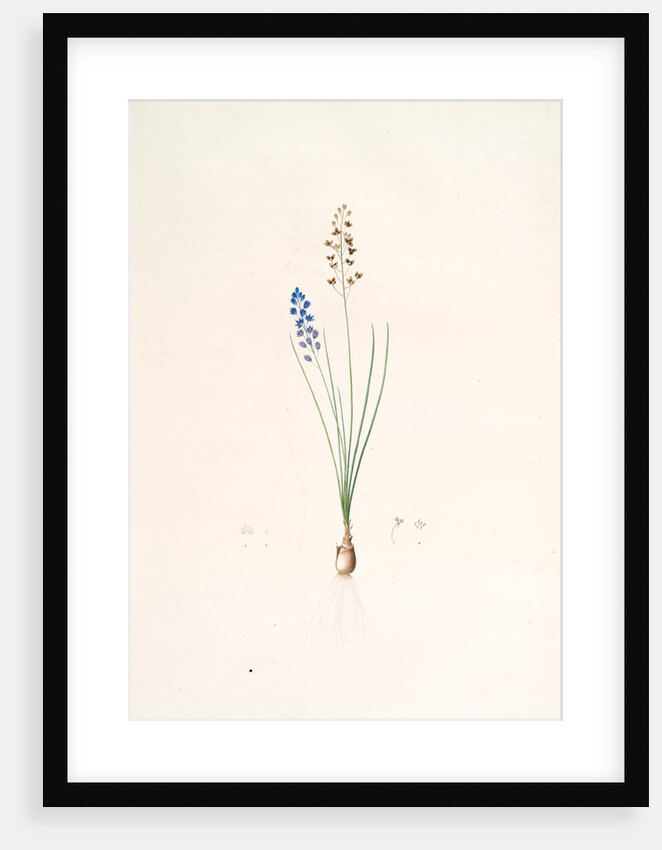Scilla autumnalis, Scille de'automne; Autumn Squill by Pierre Joseph Redouté