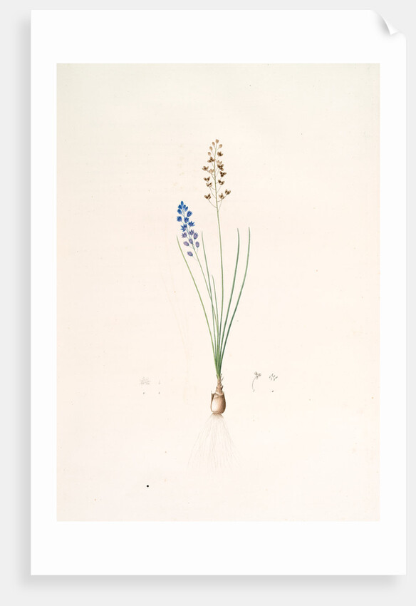 Scilla autumnalis, Scille de'automne; Autumn Squill by Pierre Joseph Redouté
