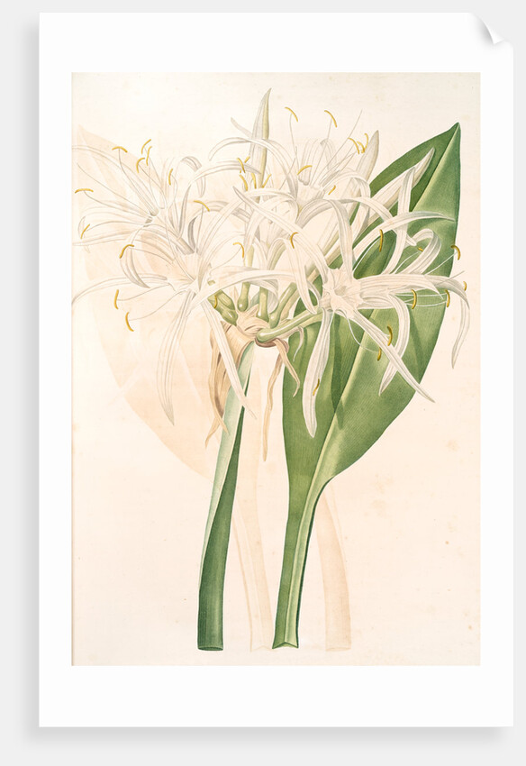 Pancratium speciosum, Hymenocallis speciosia; Pancrace à belles fleurs, Spider Lily by Pierre Joseph Redouté
