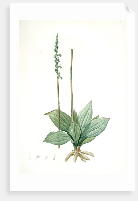 Neottia elata, Spiranthes sp; Néottie élancée, Tall ladiestresses by Pierre Joseph Redouté