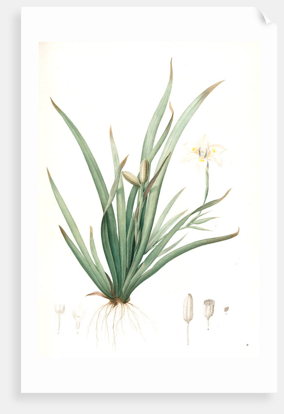 Moraea iridioides, Morée faux-iris; African Iris by Pierre Joseph Redouté