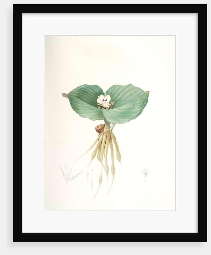 Kaempferia galanga, Kempférie galanga by Pierre Joseph Redouté