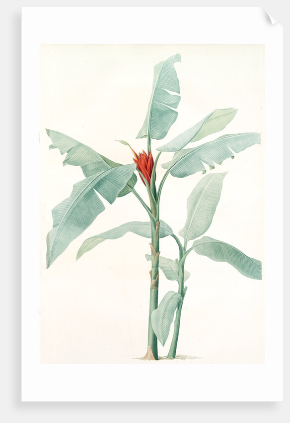 Musa coccinea by Pierre Joseph Redouté