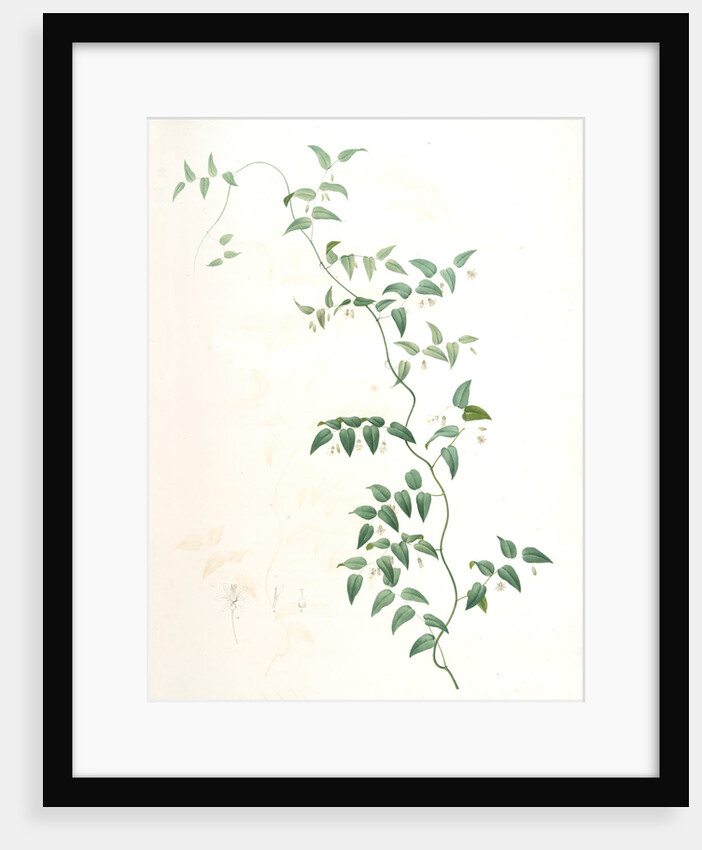 Medeola asparagoides, Asparagus asparagoides by Pierre Joseph Redouté