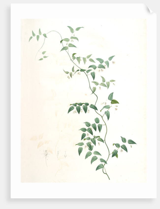 Medeola asparagoides, Asparagus asparagoides by Pierre Joseph Redouté