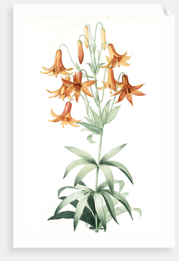 Lilium penduliflorum, Lis à fleurs pendantes by Pierre Joseph Redouté