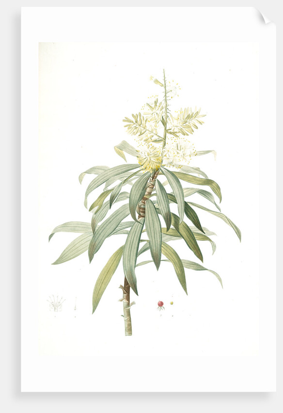 Dracoena reflexa, Dracaena sp; Dragonnier à feuilles réfléchies, Song of India; Pleomele or Maylasian draceana by Pierre Joseph Redouté