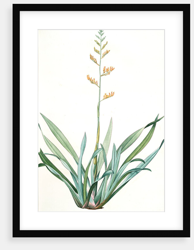 Phormium tenax, Phormium tenax; Phormium lin de la Nouvelle-Zèlande; New Zealand Faux by Pierre Joseph Redouté