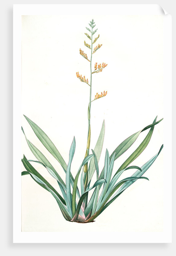 Phormium tenax, Phormium tenax; Phormium lin de la Nouvelle-Zèlande; New Zealand Faux by Pierre Joseph Redouté