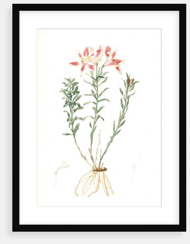 Alstroemeria Pelegrina, Lily of Lima, Peruvian Lily by Pierre Joseph Redouté