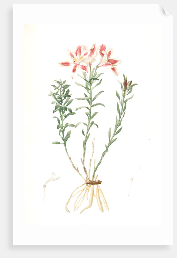 Alstroemeria Pelegrina, Lily of Lima, Peruvian Lily by Pierre Joseph Redouté