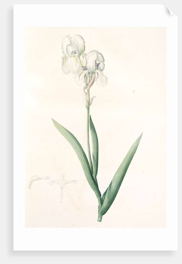 Iris Swertii, Iris de Swert, Tall bearded Iris by Pierre Joseph Redouté