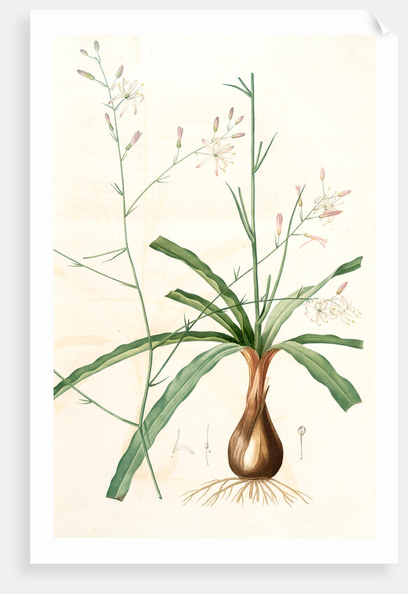 Scilla Pomeridiana, Chlorogalum pomeridianum; Scille de l'après-midi by Pierre Joseph Redouté