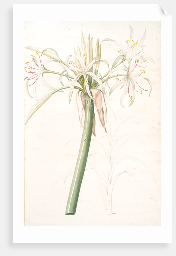 Crinum taitense, Crinum pedunculatum, Swamp Lily by Pierre Joseph Redouté