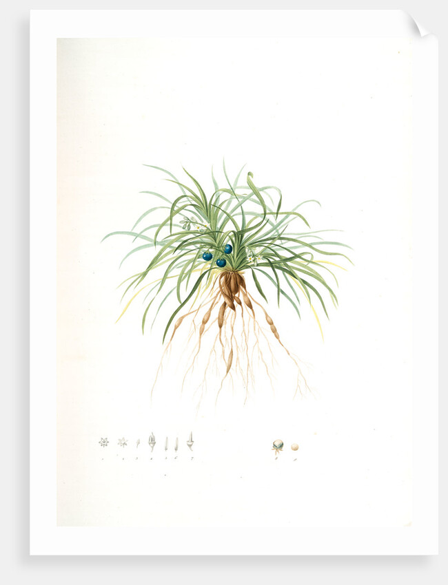 Convallaria japonica, Ophiopogon japonicus; Muguet du Japon; Dwarf Lily-turf, Mondo grass; Liriope by Pierre Joseph Redouté