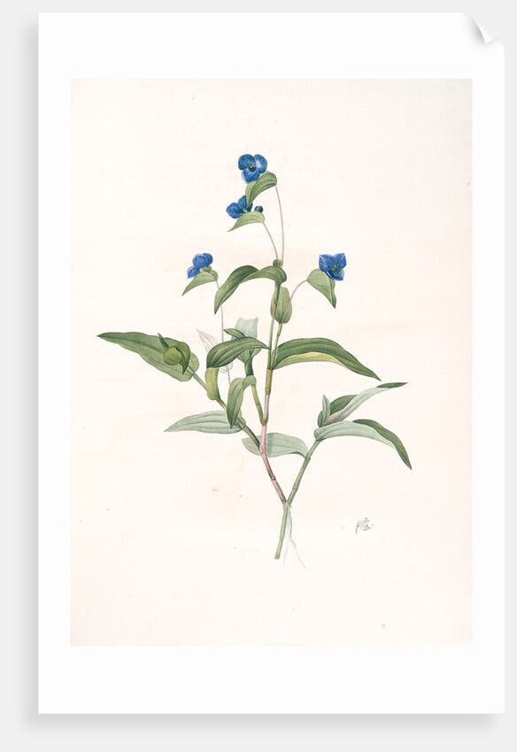 Commelina dubia, Commèline douteuse; Mexican Day-flower by Pierre Joseph Redouté