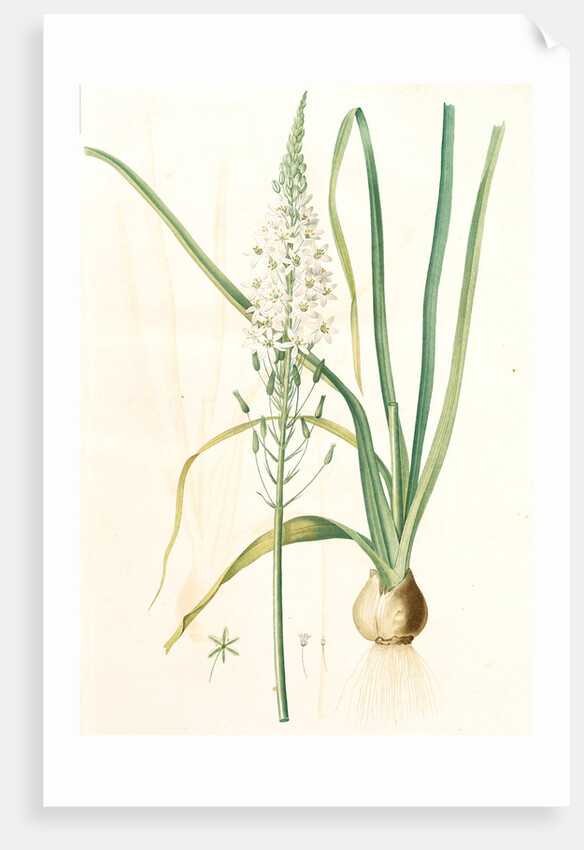 Ornithogalum pyramidale, Ornithogalum narbonense, Soap plant; Soap root; Amole by Pierre Joseph Redouté