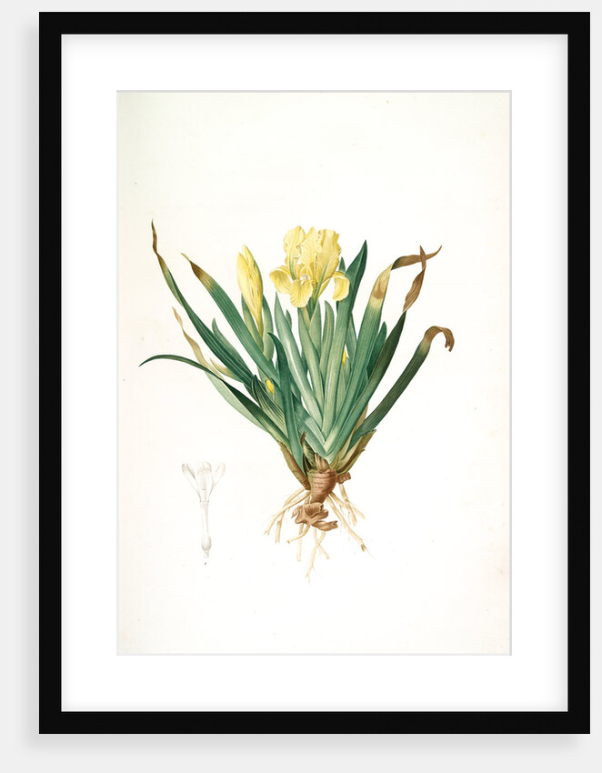 Iris lutescens, Iris jaunâtre, Petit iris by Pierre Joseph Redouté