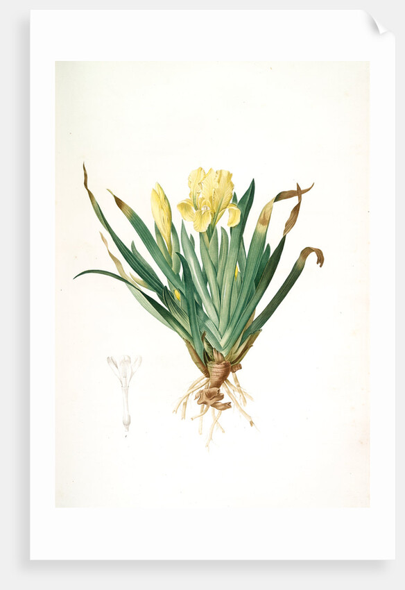 Iris lutescens, Iris jaunâtre, Petit iris by Pierre Joseph Redouté