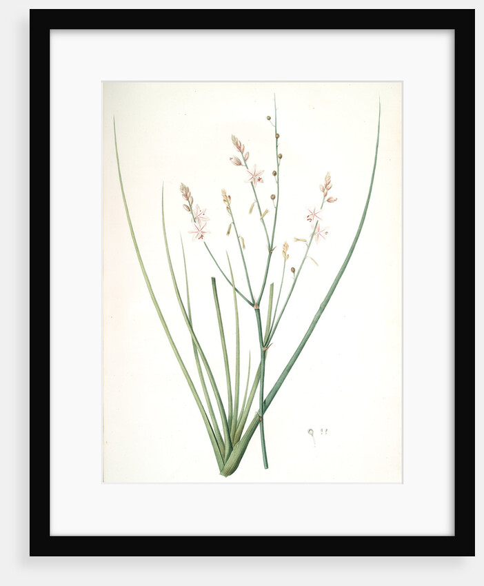 Asphodelus fistulosus, Asphodèle fistuleux, Onionweed by Pierre Joseph Redouté