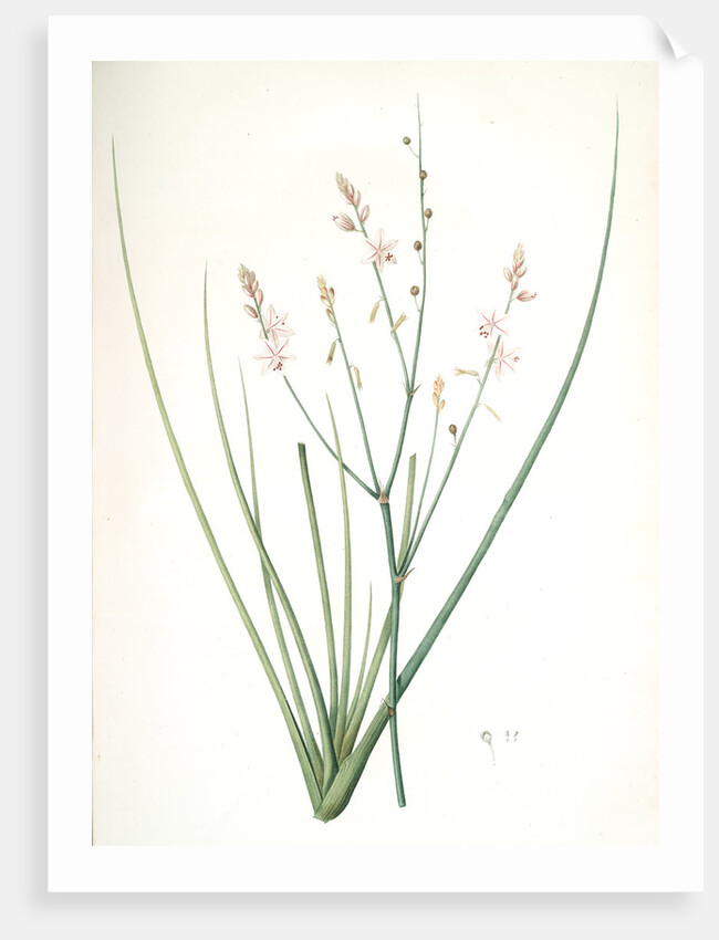 Asphodelus fistulosus, Asphodèle fistuleux, Onionweed by Pierre Joseph Redouté