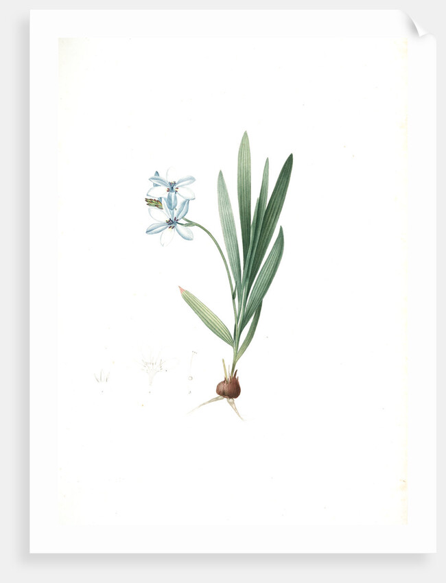 Gladiolus plicatus by Pierre Joseph Redouté