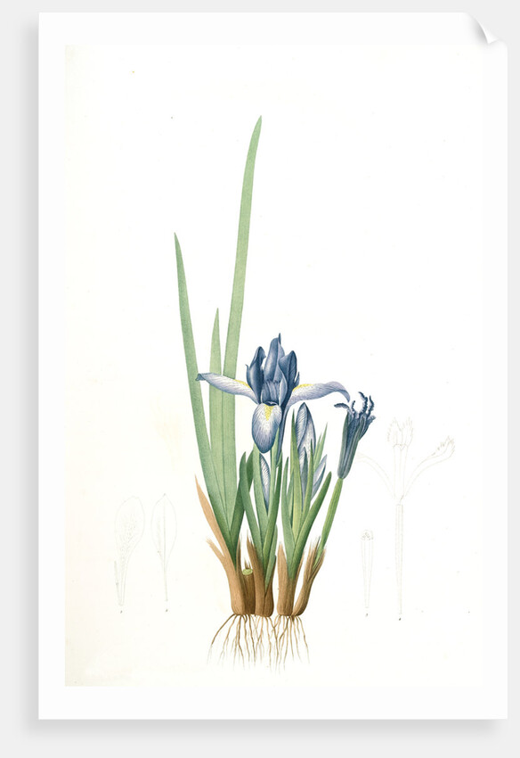Iris triflora, Iris ensata; Iris à trois fleurs, Japanese Iris by Pierre Joseph Redouté
