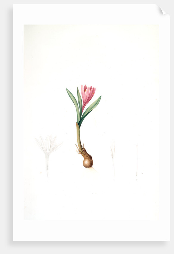 Bulbocodium vernum, Bulbocode printanier, Spring Meadow Saffron by Pierre Joseph Redouté