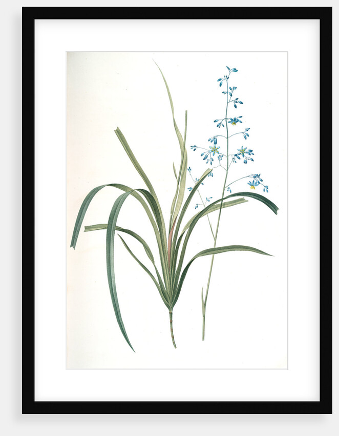 Dianella caerulea, Dianelle bleue, Blue Dianella Cerulean flaxlily; Flax Lily by Pierre Joseph Redouté