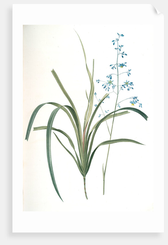 Dianella caerulea, Dianelle bleue, Blue Dianella Cerulean flaxlily; Flax Lily by Pierre Joseph Redouté