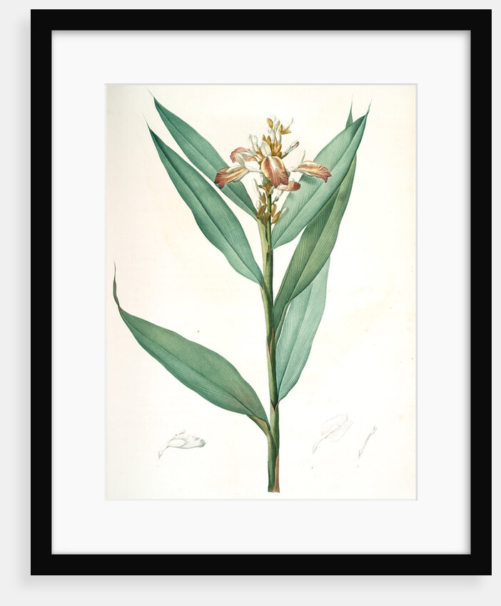 Globba erecta, Alpinia calcarata; Globée droite; Indian Ginger by Pierre Joseph Redouté