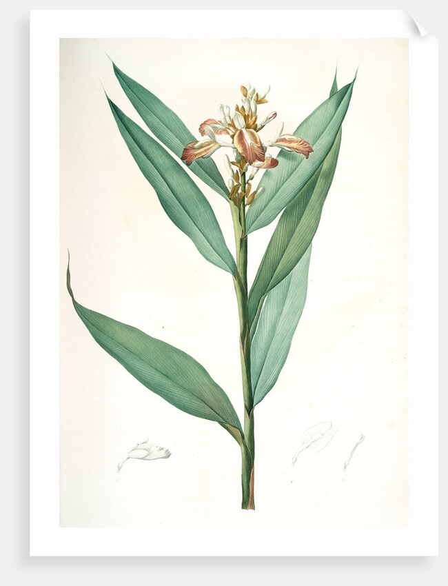 Globba erecta, Alpinia calcarata; Globée droite; Indian Ginger by Pierre Joseph Redouté
