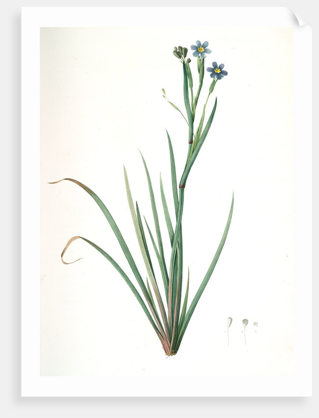 Sisyrinchium Bermudiana, Sisrinche bermudienne, Blue-eyed grass by Pierre Joseph Redouté