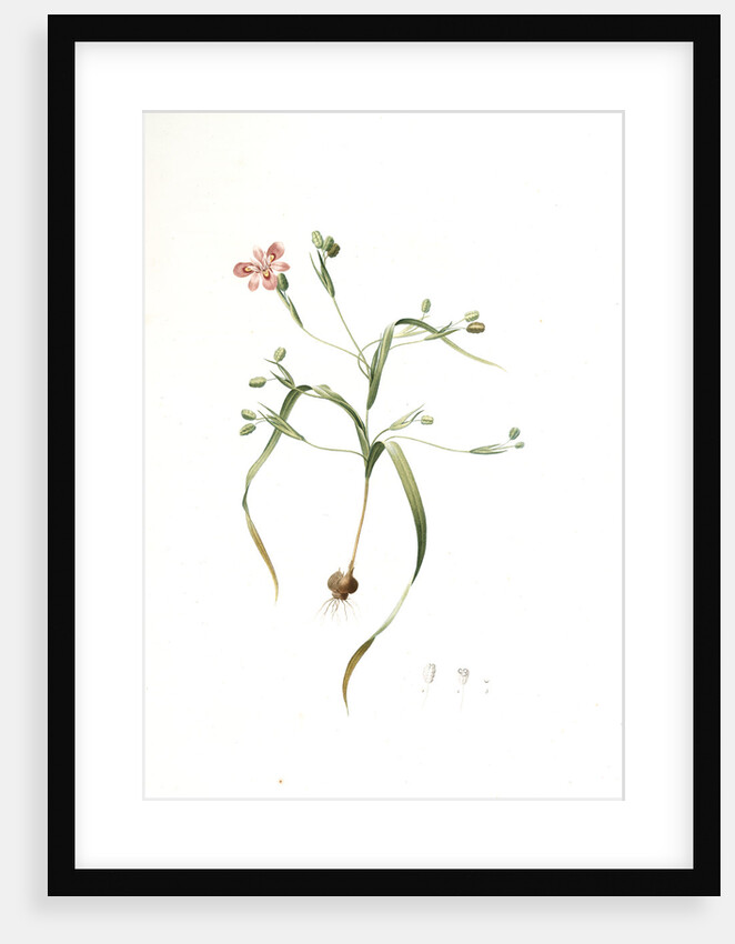 Moraea sordescens, Moraea tristis; Morée négligée, Dull-coloured Flag; Butterfly iris; Natal lily by Pierre Joseph Redouté